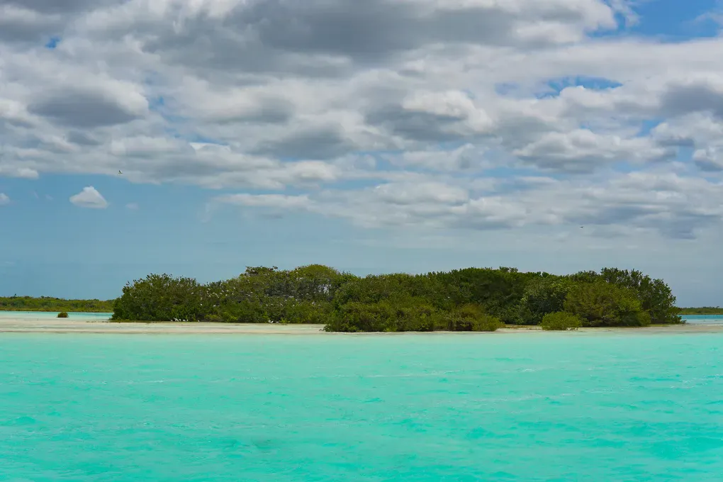 Bird Island