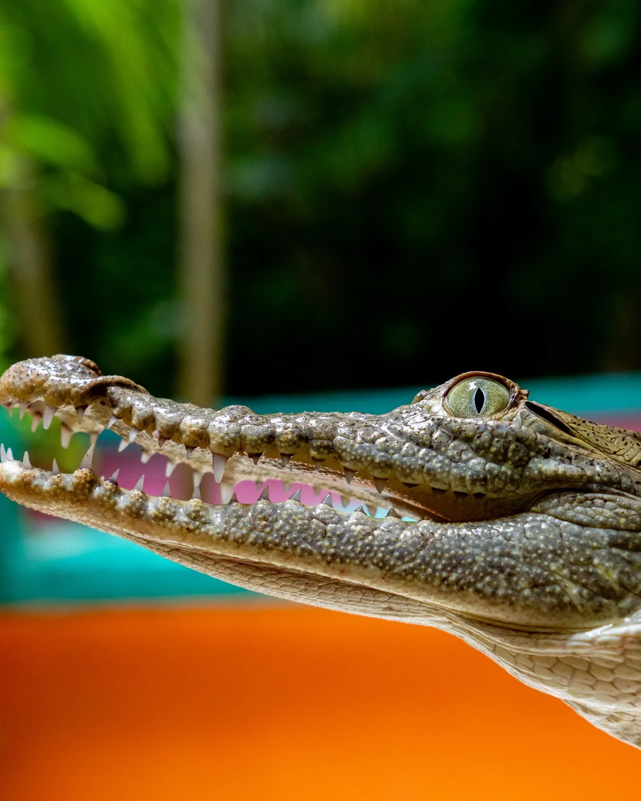 Croco cun Zoo