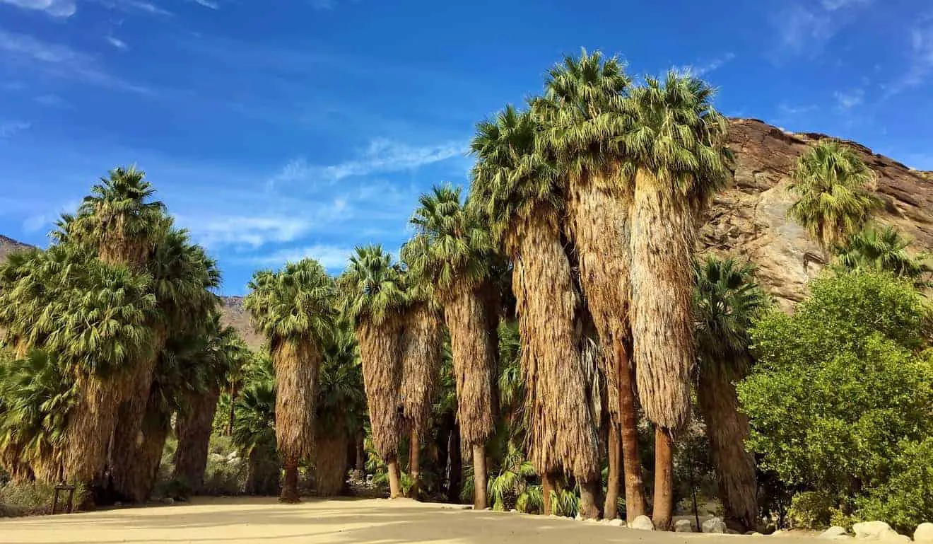 Palm Canyon stands out for its impressive concentration of California fan palms, while Andreas Canyon offers a more intimate hiking experience