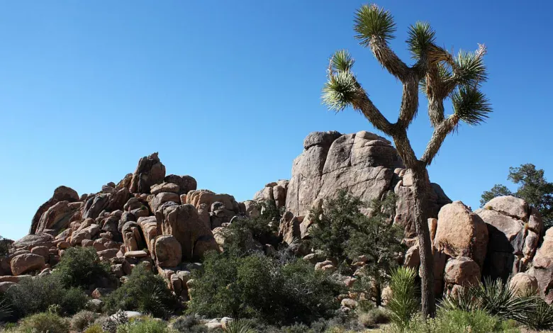 Joshua Tree National Park