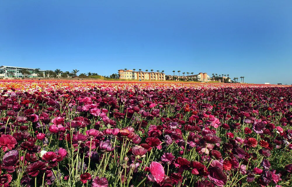 The Carlsbad Flower Fields