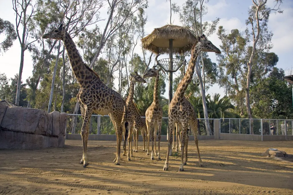 The Legendary San Diego Zoo