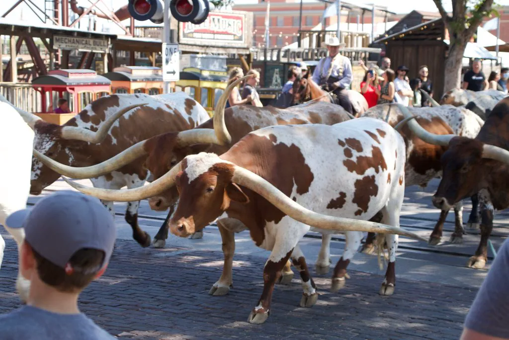 The Cowboy Experience in Fort Worth