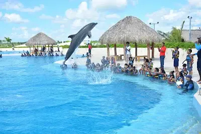 Dolphin Discovery Punta Cana: An Unforgettable Dolphin Encounter in the Caribbean Paradise
