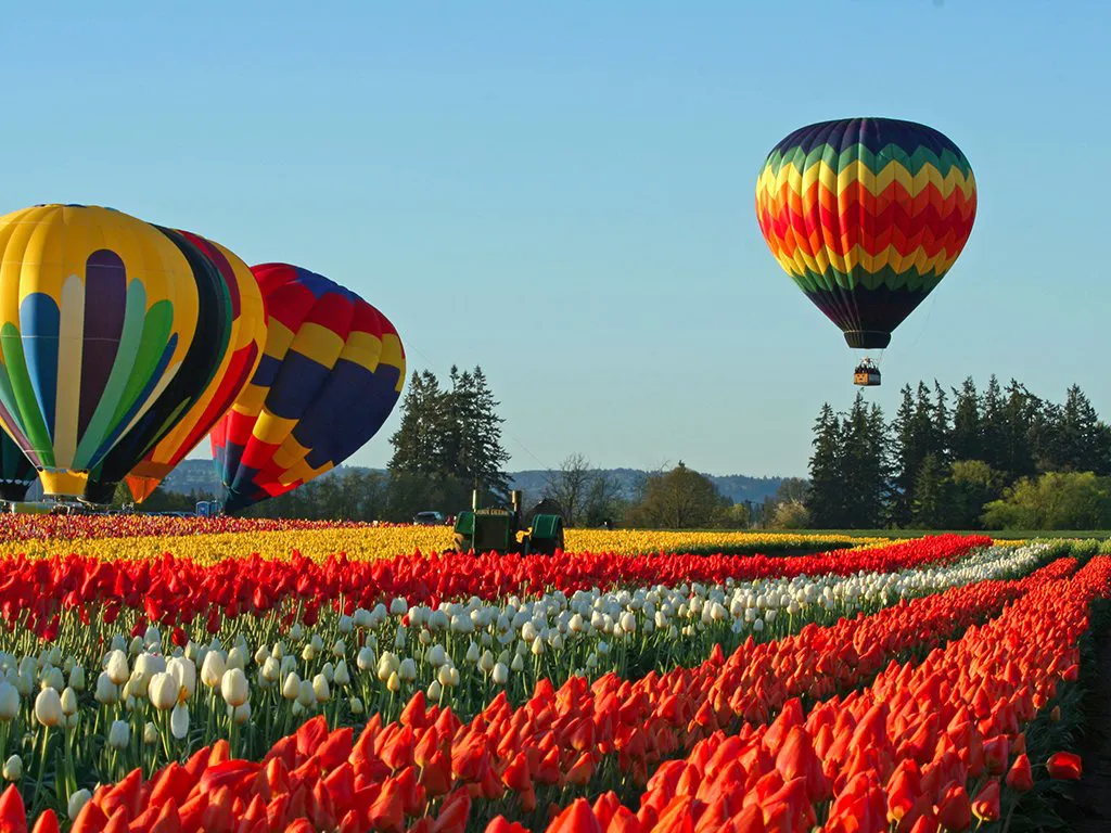 The Tulip Festival