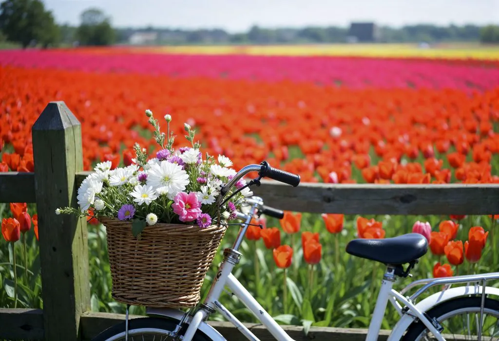 What’s the best season to visit Amsterdam?