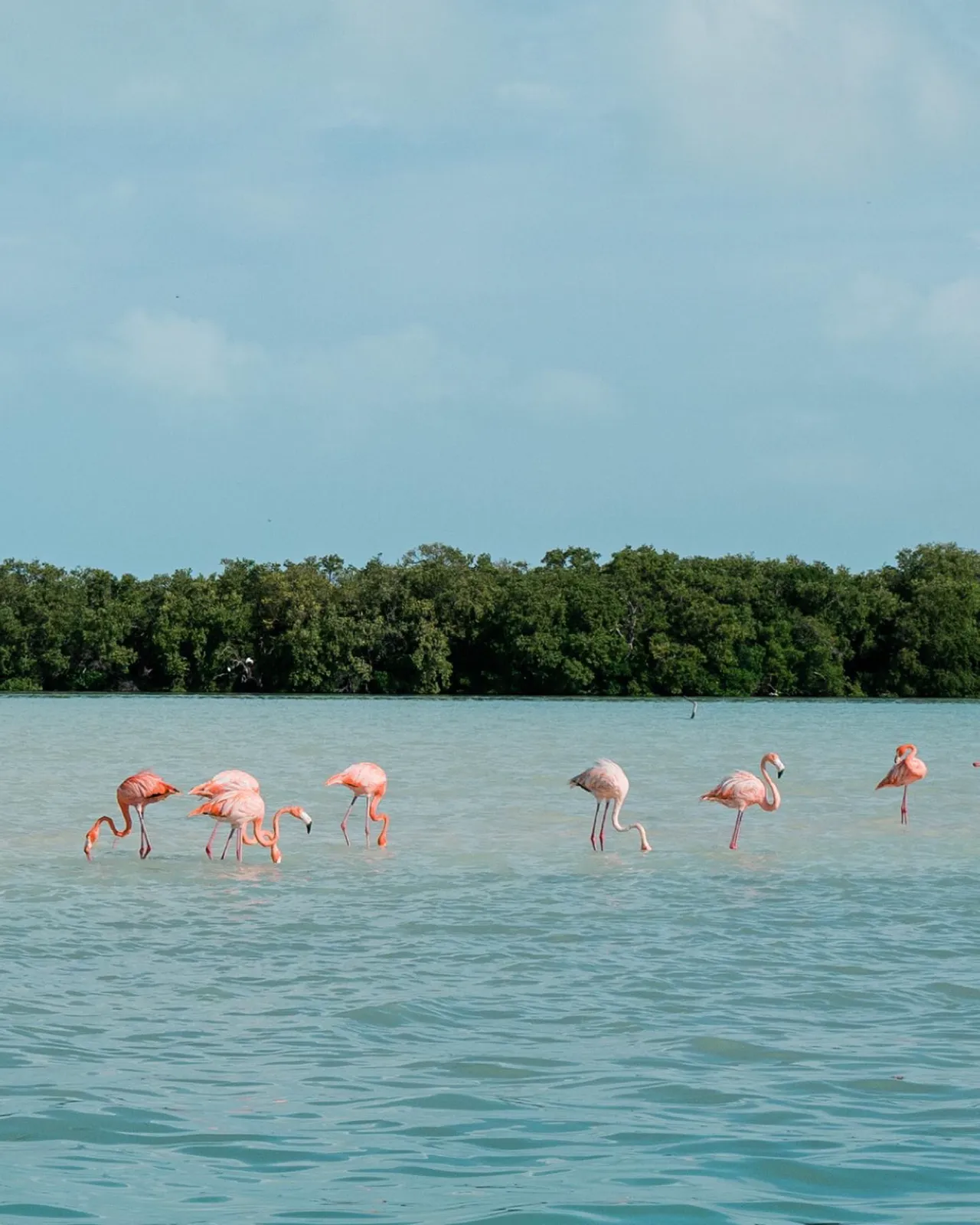 Flamingo