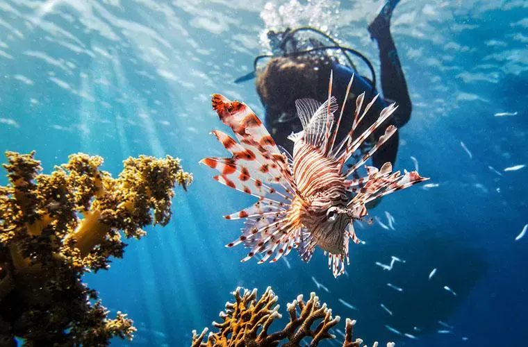 Exploring the Marine Life of Punta Cana: Best Snorkeling &amp; Diving Spots