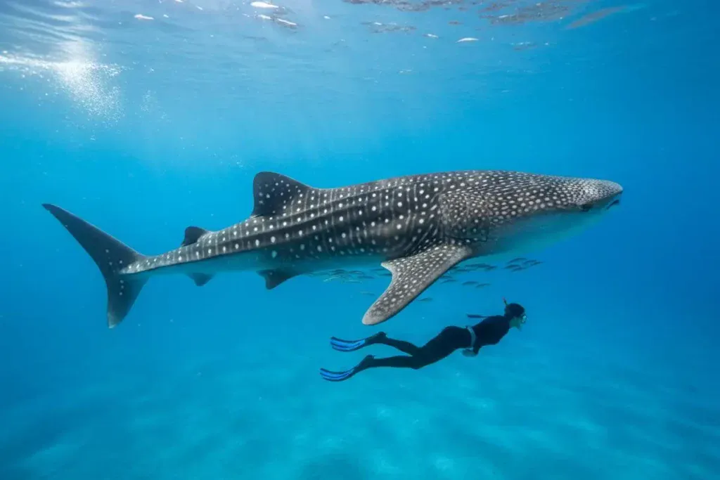 The Whale Shark