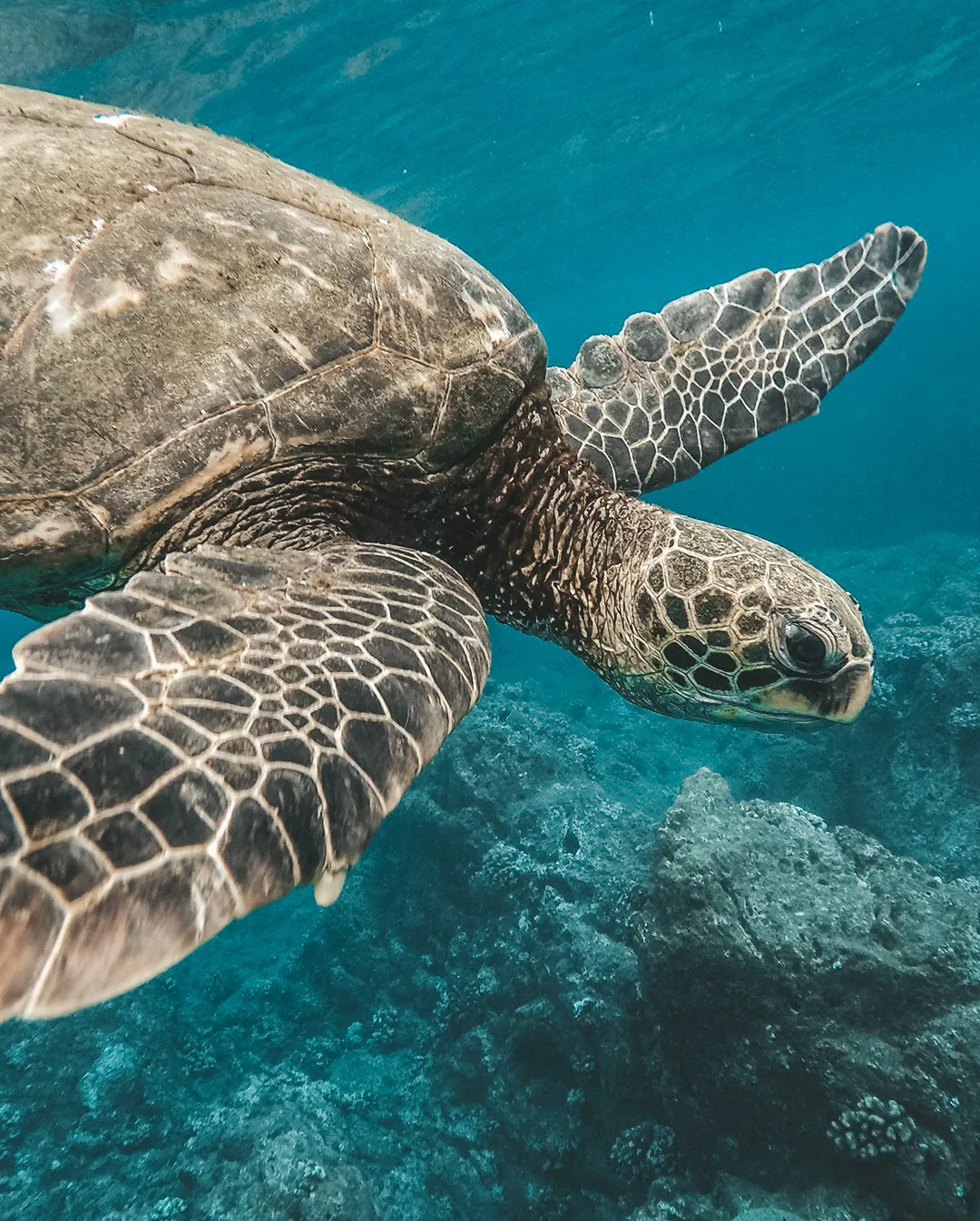 Sea Turtle