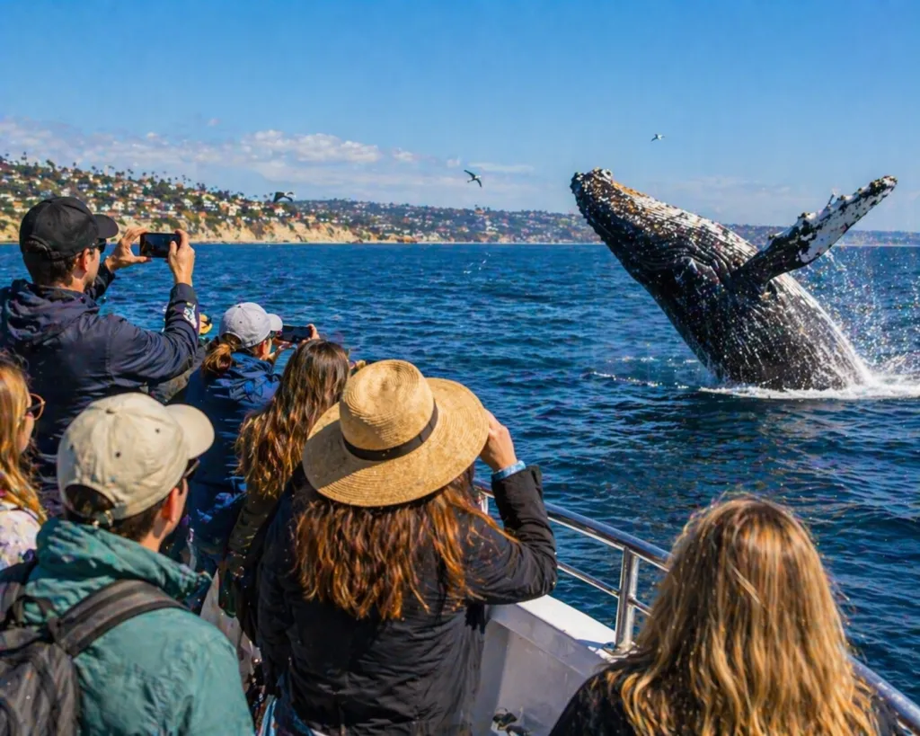 Whale Watching and Coastal Peace