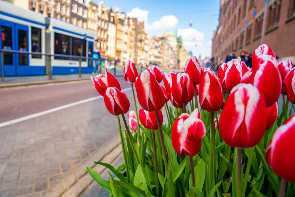 Info about Amsterdam, and why is it a great idea to visit it.