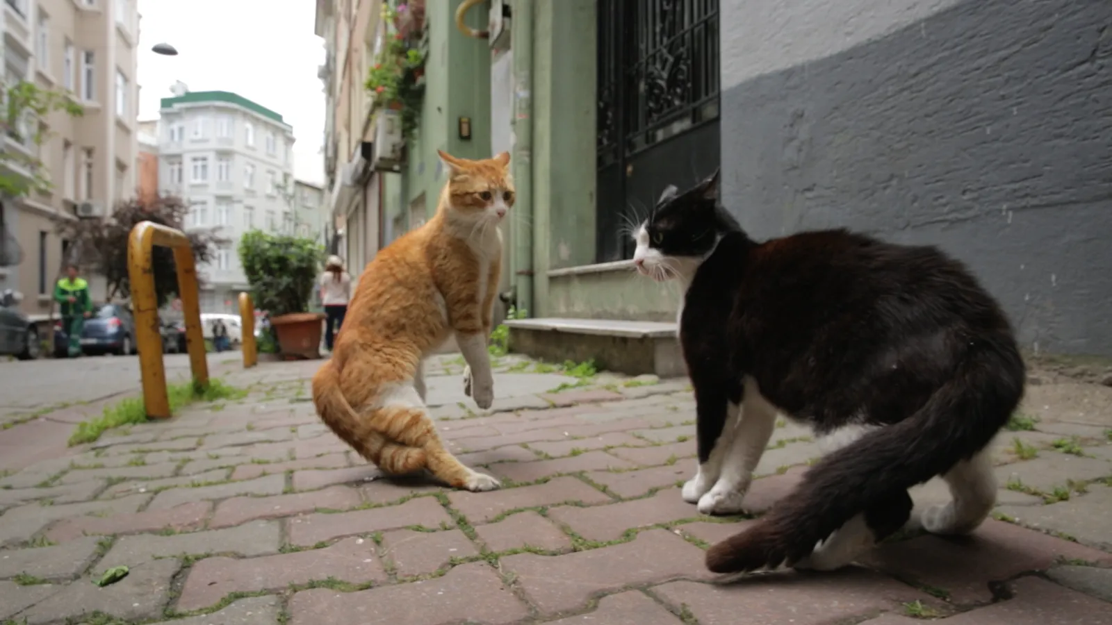 The City of Cats